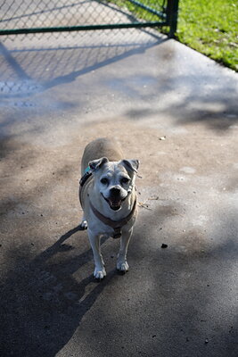 Fawn and white dog photographed at Mizner Bark Dog Park on September 3, 2026