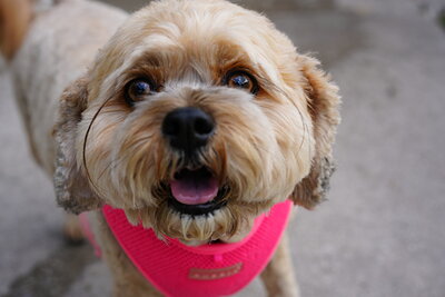 Light tan dog photographed at Mizner Bark Dog Park on September 3, 2026