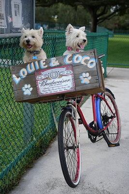 Coco photographed at Mizner Bark Dog Park on September 3, 2026