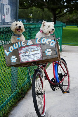 Coco photographed at Mizner Bark Dog Park on September 3, 2026