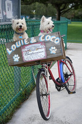 Coco photographed at Mizner Bark Dog Park on September 3, 2026