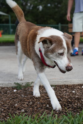 Brown and white dog photographed at Mizner Bark Dog Park on September 3, 2026