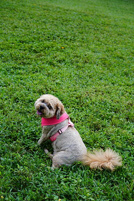 Apricot and grey dog photographed at Mizner Bark Dog Park on September 3, 2026