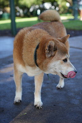 Red and white dog photographed at Mizner Bark Dog Park on September 3, 2026