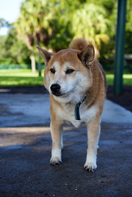Red and white dog photographed at Mizner Bark Dog Park on September 3, 2026