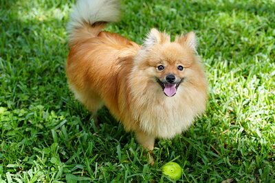 Orange cream dog photographed at Mizner Bark Dog Park on September 3, 2026