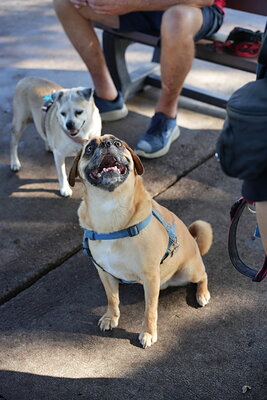 Fawn with white dog photographed at Mizner Bark Dog Park on September 3, 2026