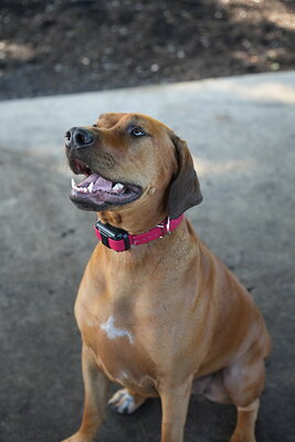 Reddish tan dog photographed at Mizner Bark Dog Park on September 3, 2026