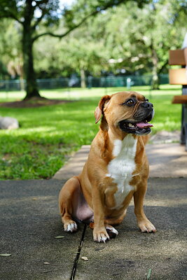 Fawn and white dog photographed at Mizner Bark Dog Park on September 3, 2026