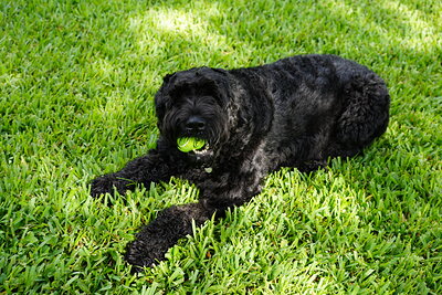 Black dog photographed at Mizner Bark Dog Park on September 3, 2026