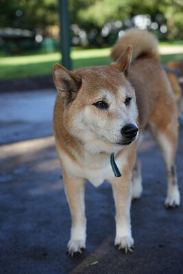 Red and white dog photographed at Mizner Bark Dog Park on September 3, 2026