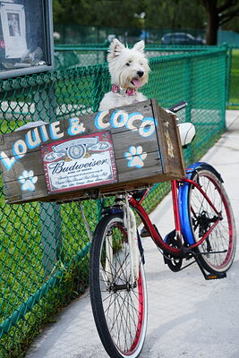 Coco photographed at Mizner Bark Dog Park on September 3, 2026