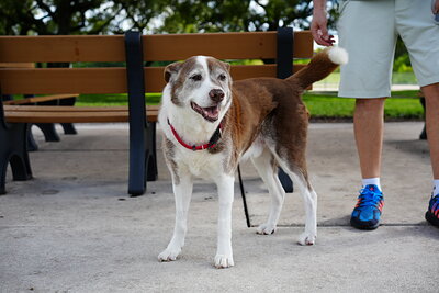 Brown and white dog photographed at Mizner Bark Dog Park on September 3, 2026