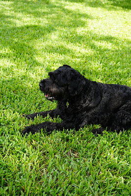 Black dog photographed at Mizner Bark Dog Park on September 3, 2026