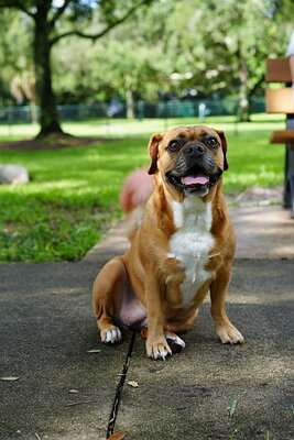 Fawn with white dog photographed at Mizner Bark Dog Park on September 3, 2026