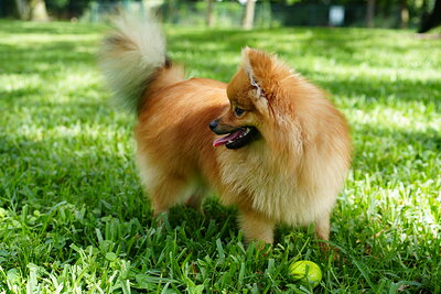 Orange sable dog photographed at Mizner Bark Dog Park on September 3, 2026