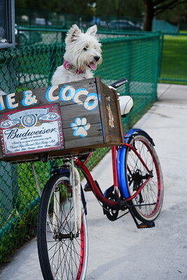 Coco photographed at Mizner Bark Dog Park on September 3, 2026