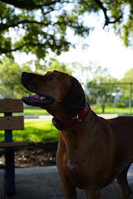 Reddish brown dog photographed at Mizner Bark Dog Park on September 3, 2026