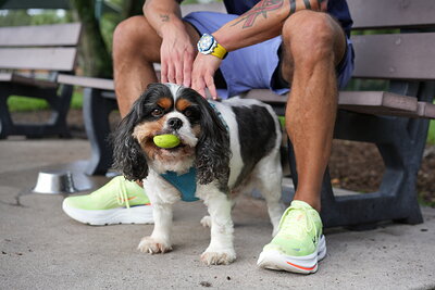 Tricolor black white tan dog photographed at Mizner Bark Dog Park on September 3, 2026