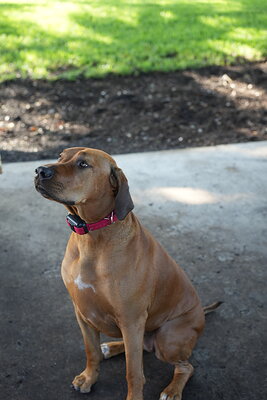 Reddish tan dog photographed at Mizner Bark Dog Park on September 3, 2026