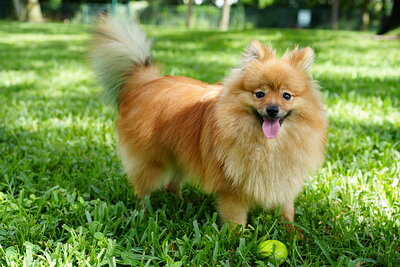 Orange sable dog photographed at Mizner Bark Dog Park on September 3, 2026
