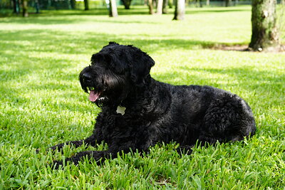 Black dog photographed at Mizner Bark Dog Park on September 3, 2026