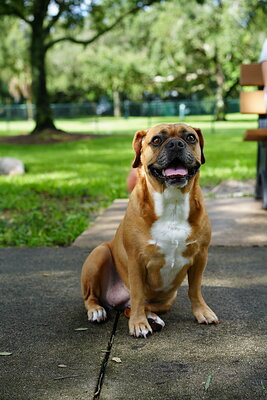 Fawn with white dog photographed at Mizner Bark Dog Park on September 3, 2026