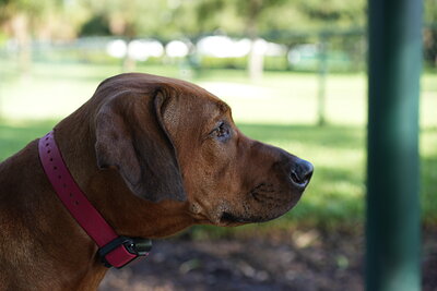 Reddish brown dog photographed at Mizner Bark Dog Park on September 3, 2026