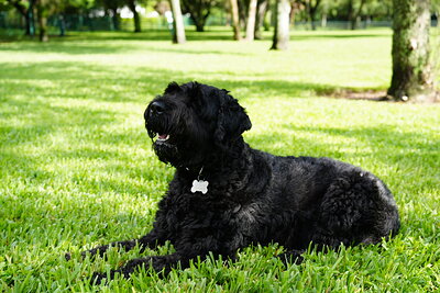 Black dog photographed at Mizner Bark Dog Park on September 3, 2026