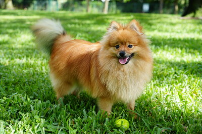 Orange sable dog photographed at Mizner Bark Dog Park on September 3, 2026