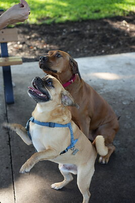 Fawn and tan dog photographed at Mizner Bark Dog Park on September 3, 2026