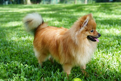 Orange sable dog photographed at Mizner Bark Dog Park on September 3, 2026