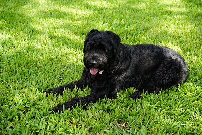 Black dog photographed at Mizner Bark Dog Park on September 3, 2026