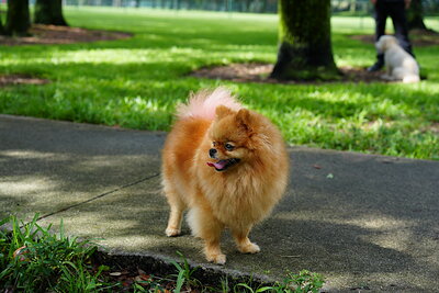 Orange fluffy dog photographed at Mizner Bark Dog Park on September 3, 2026