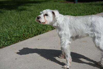 White dog photographed at Mizner Bark Dog Park on September 3, 2026