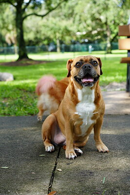 Fawn with white dog photographed at Mizner Bark Dog Park on September 3, 2026
