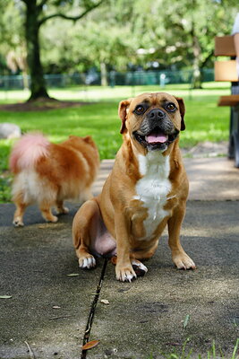 Fawn with white dog photographed at Mizner Bark Dog Park on September 3, 2026