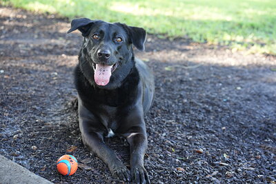 Black dog photographed at Mizner Bark Dog Park on September 3, 2026