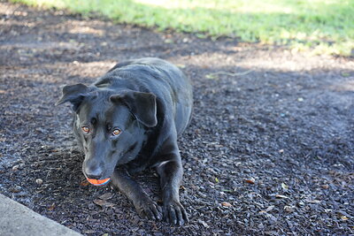 Black dog photographed at Mizner Bark Dog Park on September 3, 2026