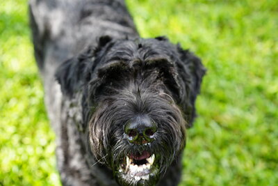 Black dog photographed at Mizner Bark Dog Park on September 3, 2026