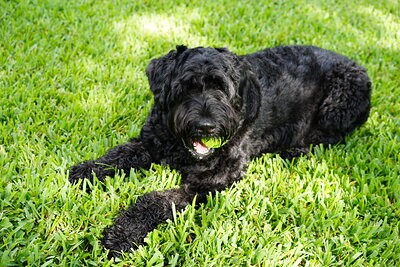 Black dog photographed at Mizner Bark Dog Park on September 3, 2026