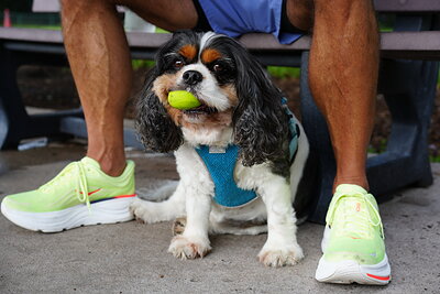 Tricolor dog photographed at Mizner Bark Dog Park on September 3, 2026