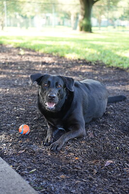 Black dog photographed at Mizner Bark Dog Park on September 3, 2026