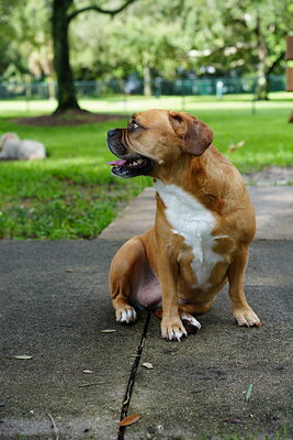 Fawn with white dog photographed at Mizner Bark Dog Park on September 3, 2026