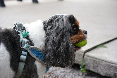 Tricolor black white and tan dog photographed at Mizner Bark Dog Park on September 3, 2026