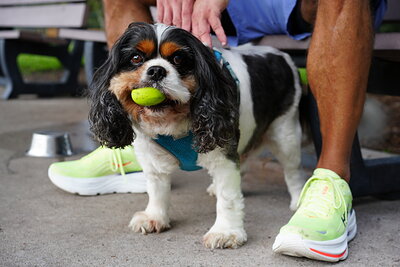 Tricolor dog photographed at Mizner Bark Dog Park on September 3, 2026