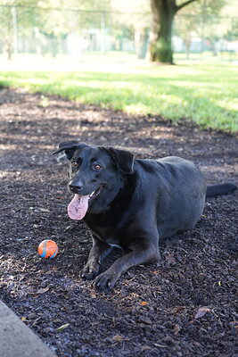 Black dog photographed at Mizner Bark Dog Park on September 3, 2026
