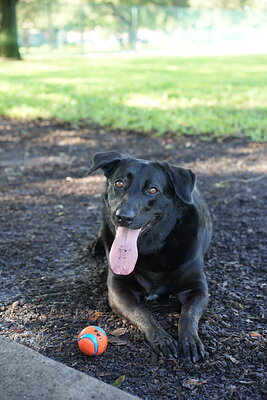 Black dog photographed at Mizner Bark Dog Park on September 3, 2026