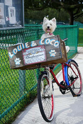 Coco photographed at Mizner Bark Dog Park on September 3, 2026
