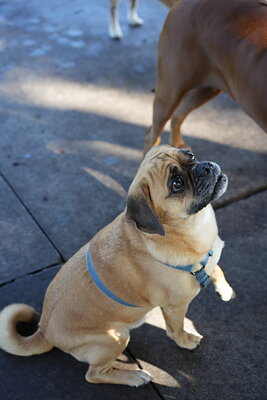 Fawn with black mask dog photographed at Mizner Bark Dog Park on September 3, 2026